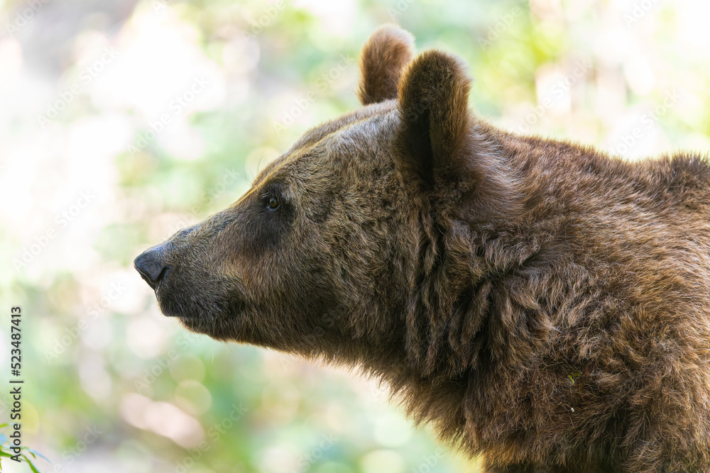 Obraz premium Brown Bear