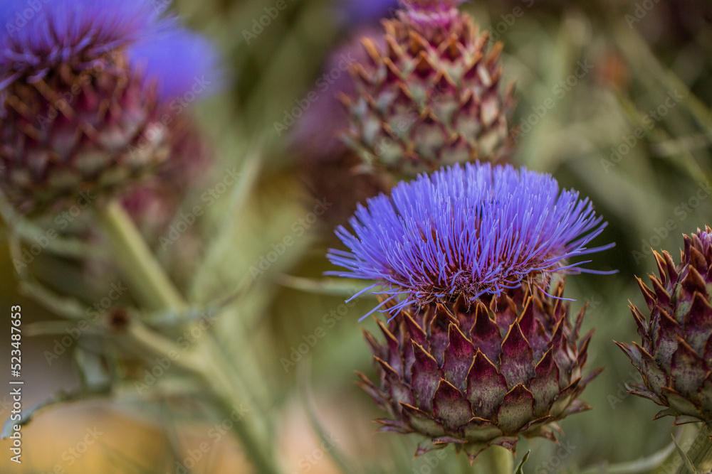 Purple thistle flowers in the field. Close up photo backgrounds Purple thistle flowers in the field. Close up photo backgrounds