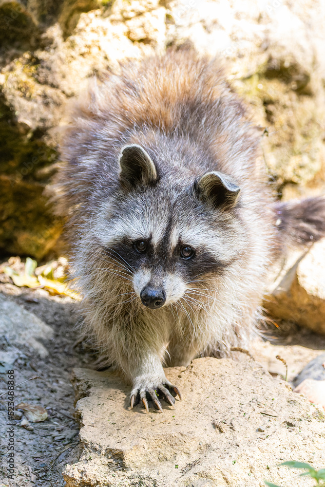 Naklejka premium Racoon