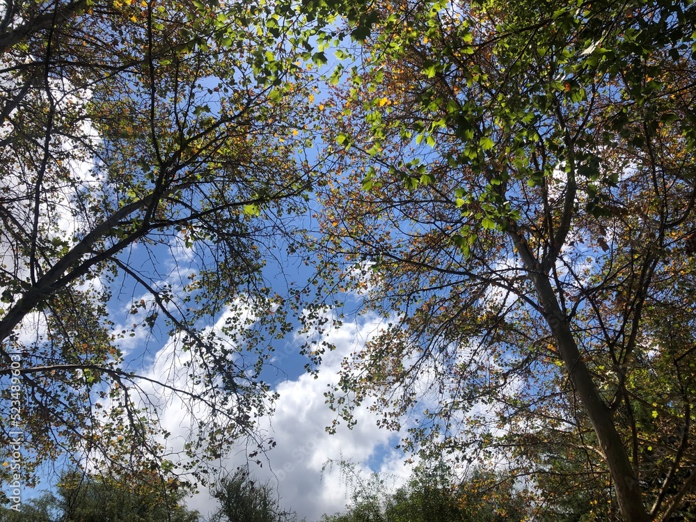 Árbol en el cielo