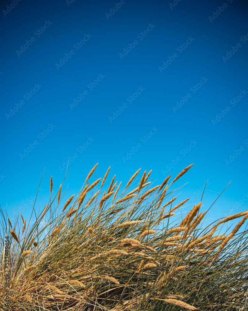 Fototapeta premium Portrait of seagrass with blue sky in background and lots of space for text