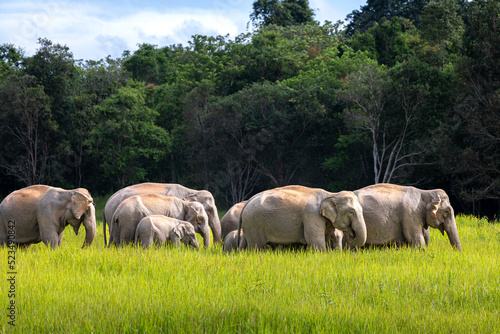 Canvas Print Wild elephant family in green grass field of tropical rainforest.