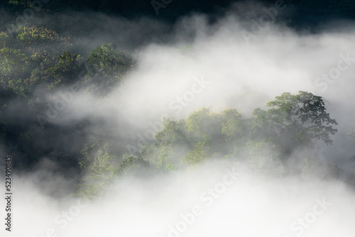 Fog touching sunlight covered tree area inside tropical rainforest.