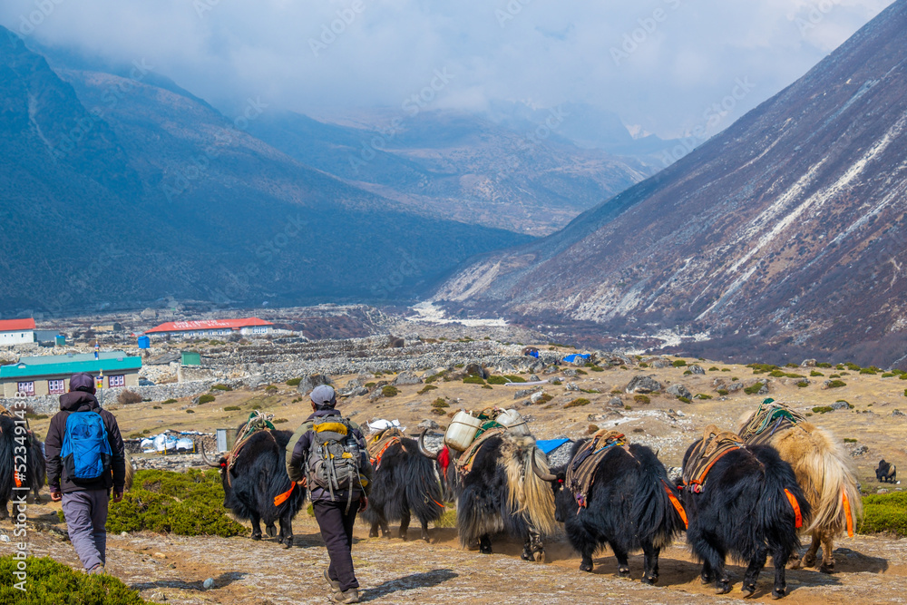 Group of domestic Yak caravan carrying tourist stuff on the way to Everest base camp in Nepal. Yaks transport goods across mountain passes for local farmers and traders as well as