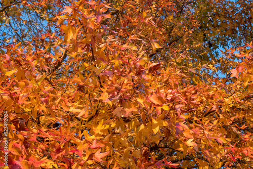 Yellow and red leaves and blue sky