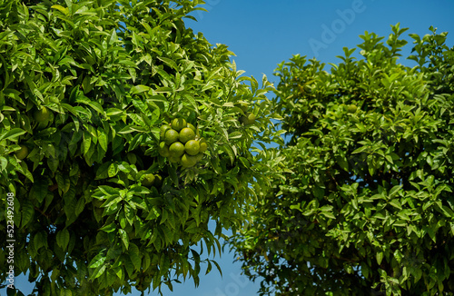 green orange trees with the leaves