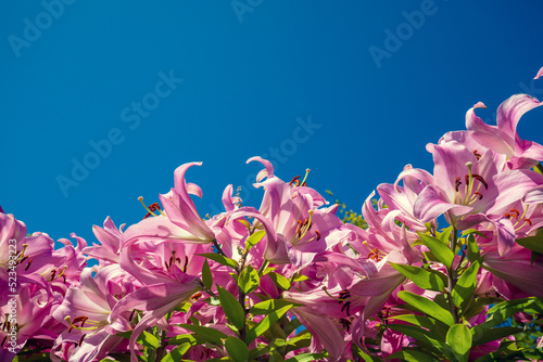 Blooming pink lilies against the blue sky