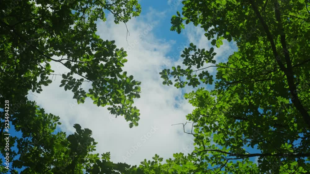 Low angle shot of moving clouds through the green leaves of an oak tree in a windy weather Low angle shot of moving clouds through the green leaves of an oak tree in a windy weather