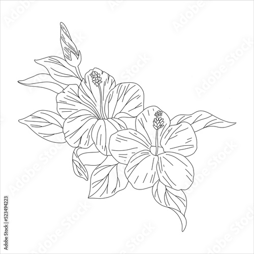 
Hibiscus beautiful blooming flower isolated on white background. Detailed close-up macro view. Color black white outline sketch drawing set. Exotic tropical spring summer botanical vector design.