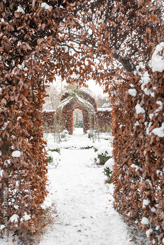 Natural snow-covered arches made of bush with brown autumn leaves in snowy winter garden or park with walkways and landscape design on december, january or february calm cloudy day in Dresden, Germany photo