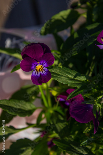 Fototapeta Naklejka Na Ścianę i Meble -  Viola tricolor wild flower also known as wild pansy, heartsease