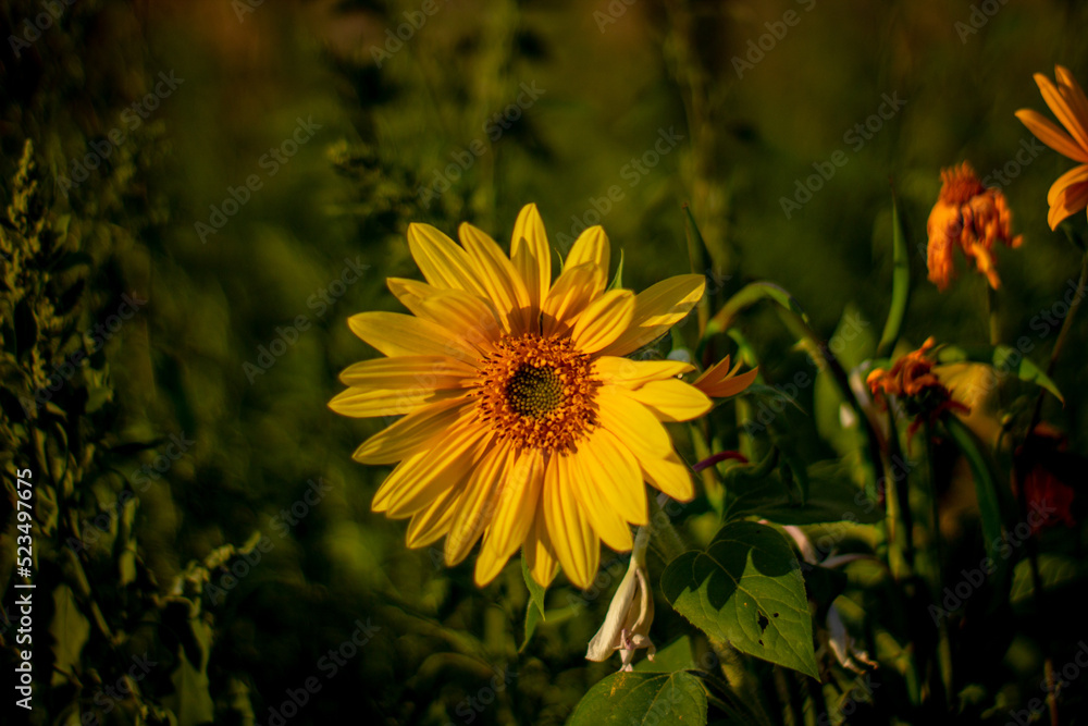 Yellow flowers in the garden Yellow flowers in the garden