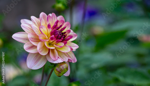 Pink dahlia flower on natural background with copy space. Floral card.