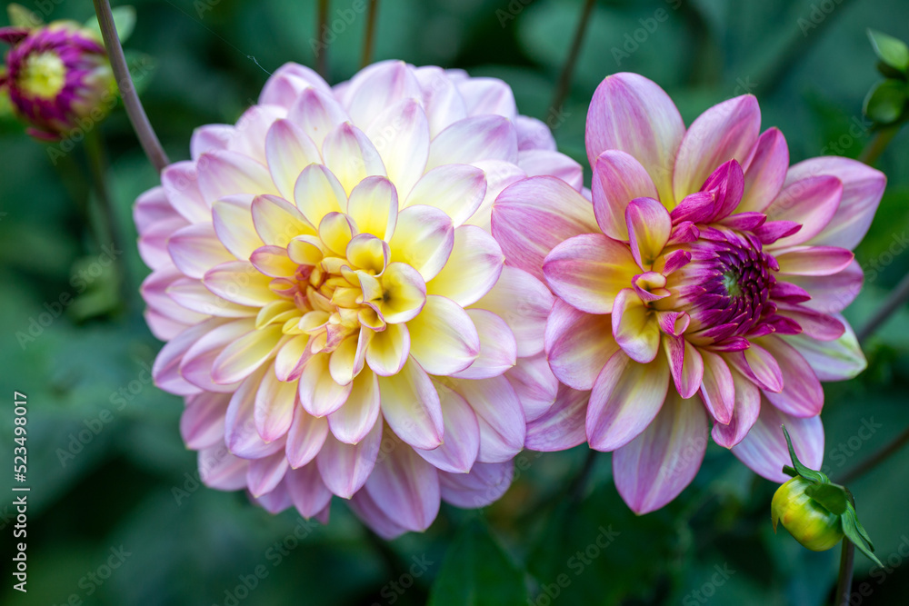 Delicate pink dahlias in a flower bed in the garden. Gardening, perennial flowers, landscaping. Delicate pink dahlias in a flower bed in the garden. Gardening, perennial flowers, landscaping.