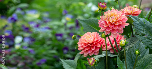 Lush pink dahlia flowers in a flower bed in summer. Gardening, perennial flowers, landscaping. With copy space.