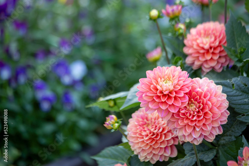 Lush pink dahlia flowers in a flower bed in summer. Gardening  perennial flowers  landscaping. With copy space.