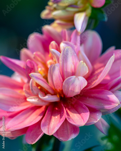 Gorgeous pink dahlia flower. Gardening  perennial flowers  landscaping.