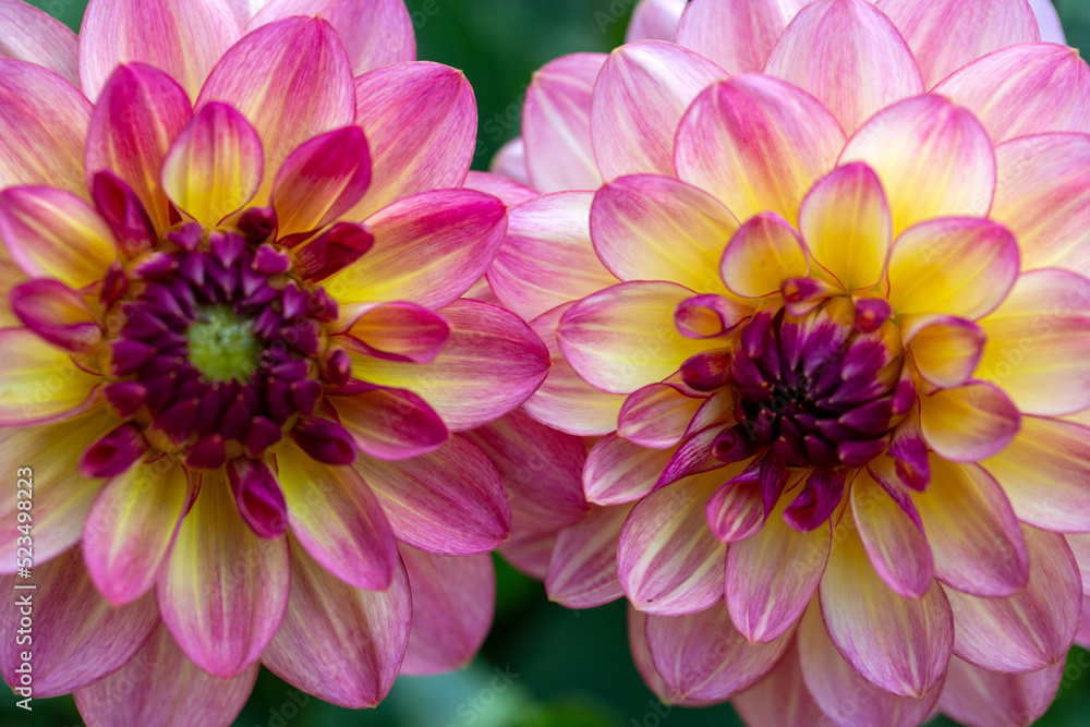 Fototapeta premium Lush pink dahlia flowers in a flower bed in summer. Gardening, perennial flowers, landscaping.