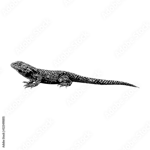Eastern Fence Lizard hand drawing vector illustration isolated on background.
