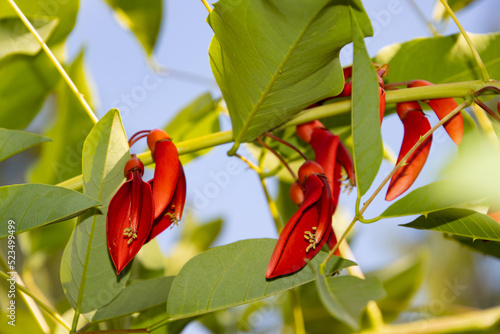 Obraz na plátně Red flowers of a coral tree, also called Erythrina christa galli or Korallenbaum