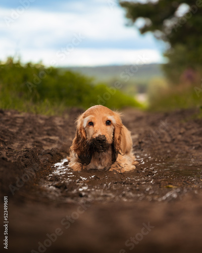 Cocker spaniel puppy in a muddy puddle