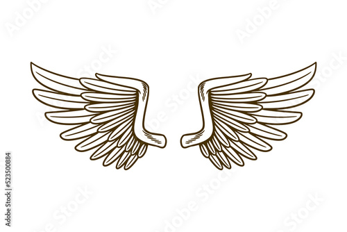 eagle wing vector illustration