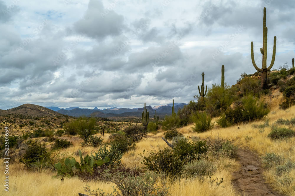 An overlooking view of Tonto National Forest, Arizona An overlooking view of Tonto National Forest, Arizona