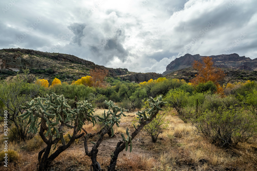 An overlooking view of Tonto National Forest, Arizona