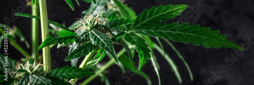 Blooming cannabis plants panorama with green leaves and white and yellow flowers on a black background. Growing marijuana for medicinal purposes