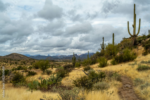 An overlooking view of Tonto National Forest, Arizona