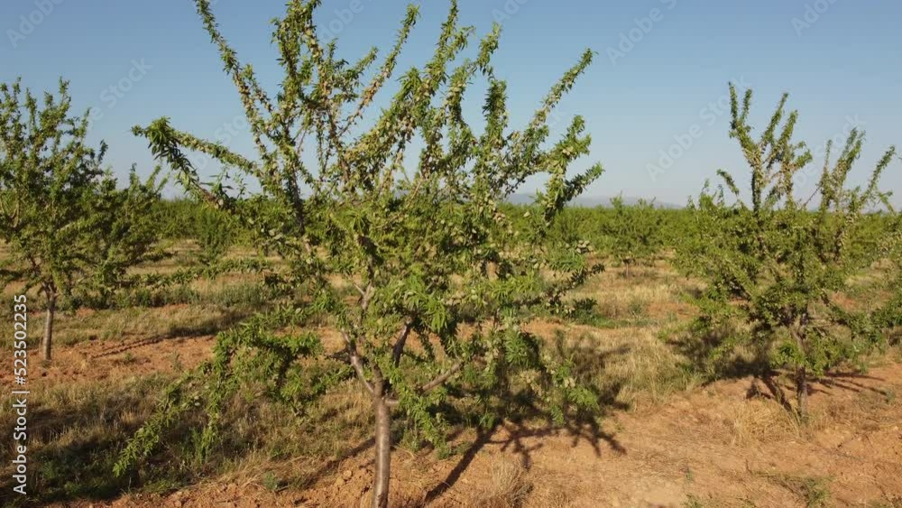 Almond Trees Agriculture Farm Field Almond Trees Agriculture Farm Field