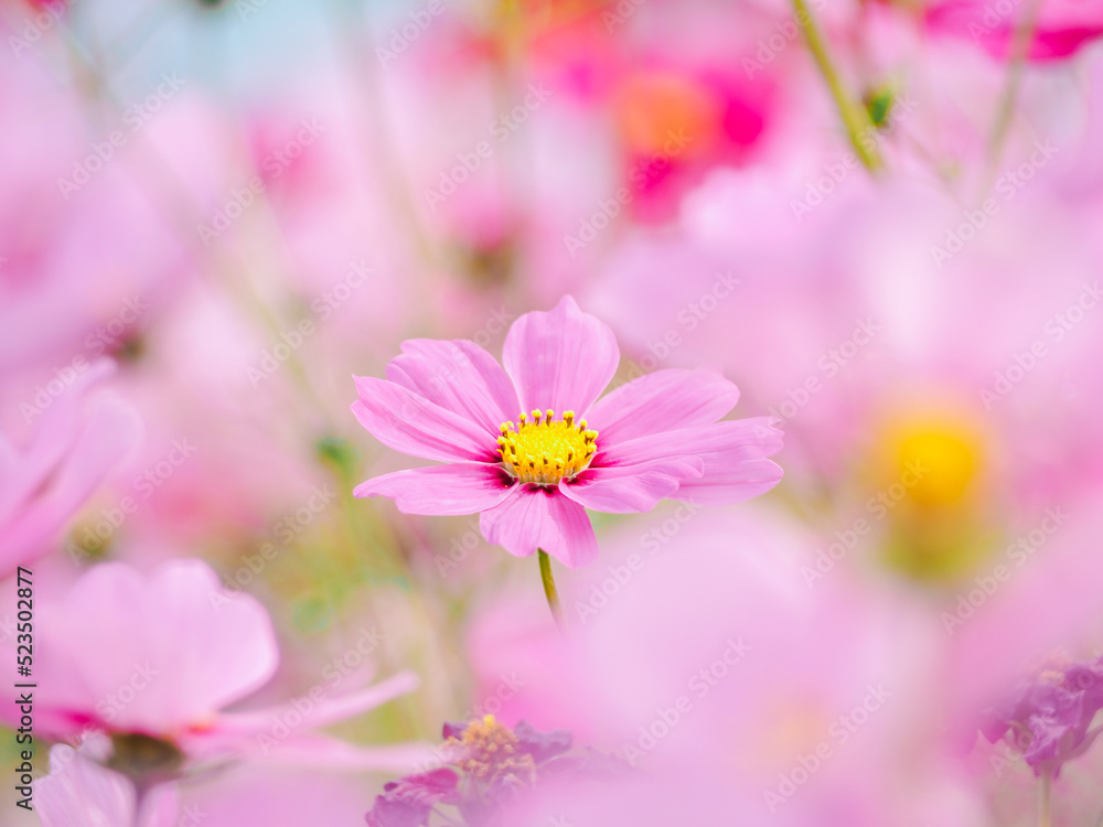 Fototapeta premium 満開のコスモス秋の壁紙