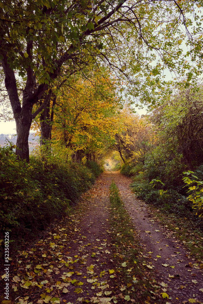 Fototapeta premium Autumn forest scenery with road of fall leaves warm light illumining the gold foliage. Footpath in scene autumn forest nature. Germany.
