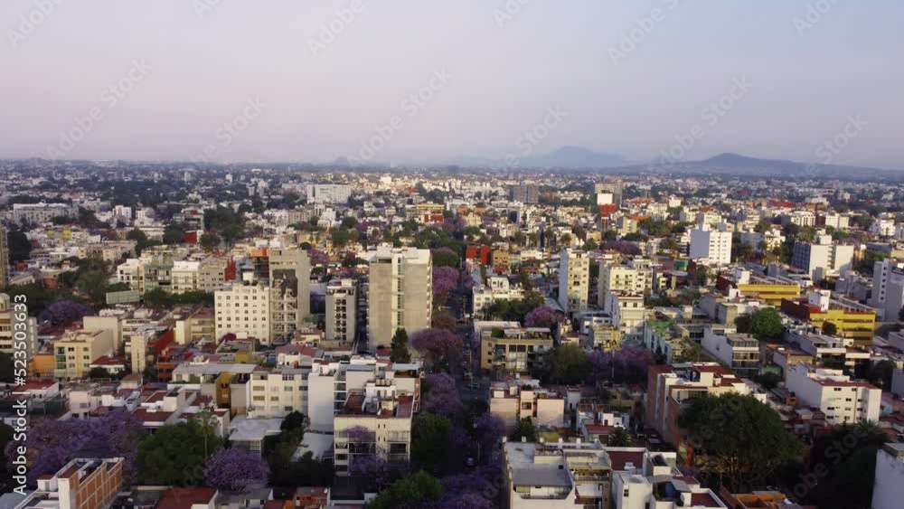 Backwards Shot Of Infinite Neighborhood Street Covered With Jacarandas Colorful Trees, Mexico City Backwards Shot Of Infinite Neighborhood Street Covered With Jacarandas Colorful Trees, Mexico City