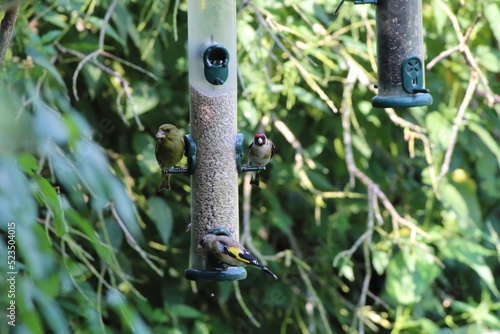 Headed Goldfinch Birds eating food from a feeder. These birds are small with unique colours in their feathers, making them look more tropical than most other birds in the United Kingdom.