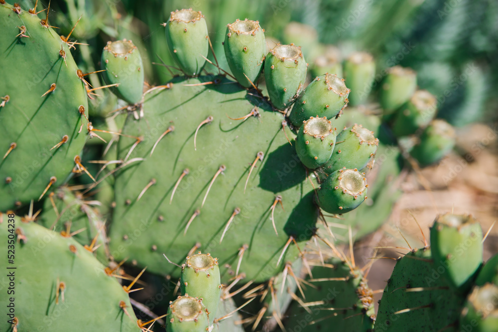 Background of a green flat cactus. Prickly leaves. The texture of an exotic plant. Background of a green flat cactus. Prickly leaves. The texture of an exotic plant.