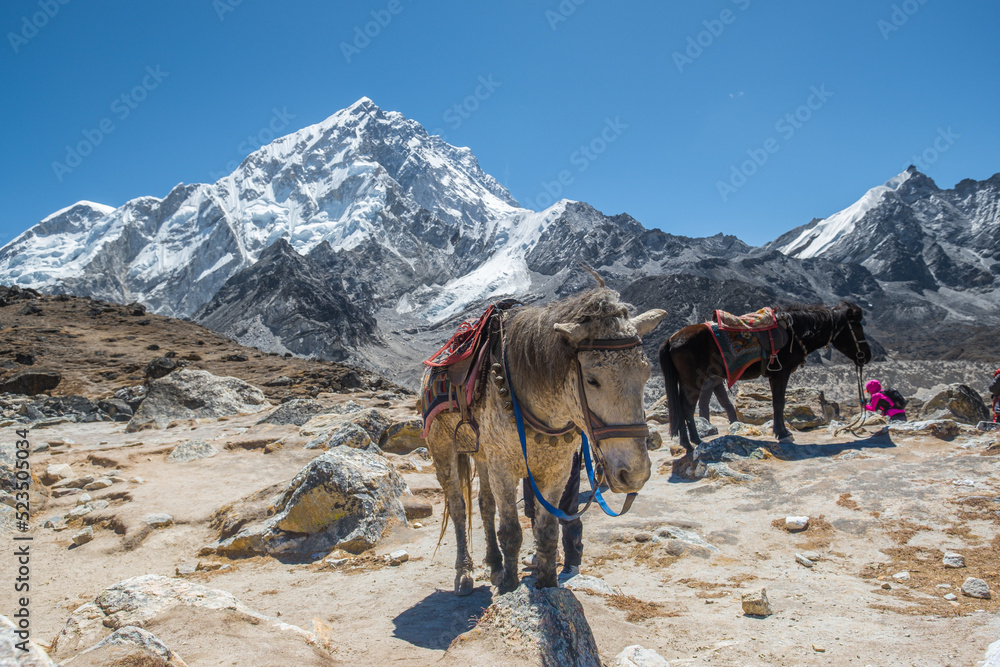 Tourist and porters walking on dirt road in Nepal to Everest Base Camp with a group of donkey. Khumbu Glacier, way to Mt Everest base camp, Khumbu valley, Sagarmatha national park, Nepal