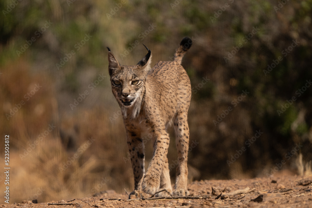 Fototapeta premium lince iberico