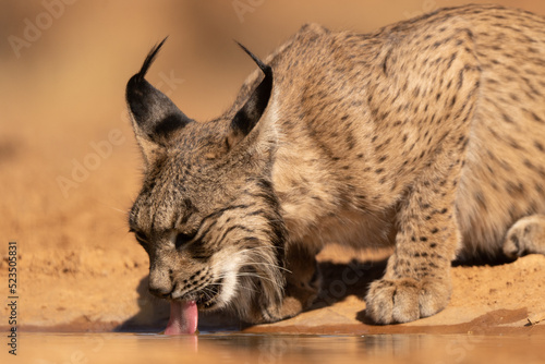 lince iberico photo