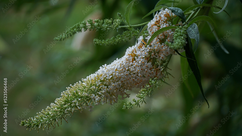 closeup white profusion butterfly bush flower