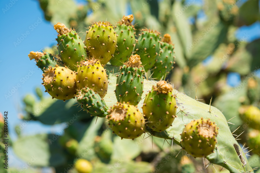 Fototapeta premium Cactus plant with fruits, cactus bush in desert