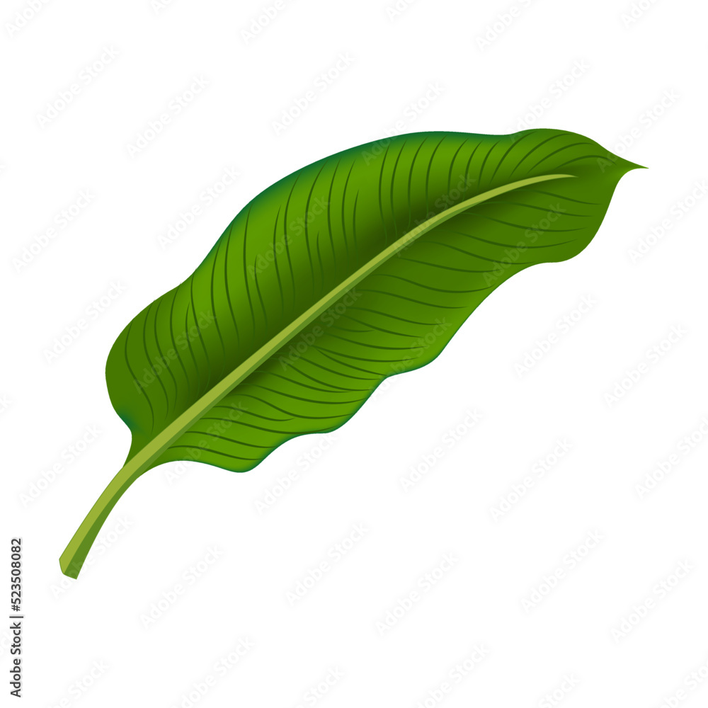 Fototapeta premium Tropic leaf in cartoon style. Bright green exotic plants vector isolated on white background. Jungle foliage decoration