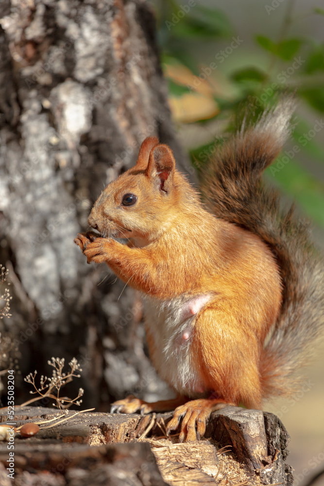 Art view on wild nature. A cute red squirrel with swollen tits on his stomach sits on a birch tree in search of food for cubs. very high resolution photos Art view on wild nature. A cute red squirrel with swollen tits on his stomach sits on a birch tree in search of food for cubs. very high resolution photos