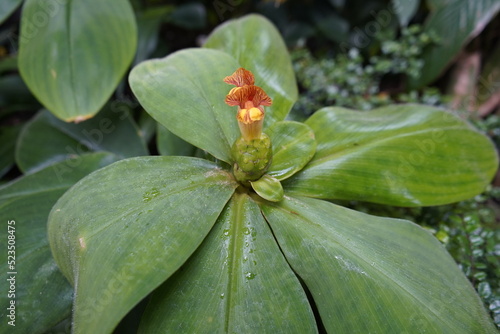 Costus malortieanus H. Wendl., Costaceae family. It is found in Costa Rica, Nicaragua and Honduras. photo