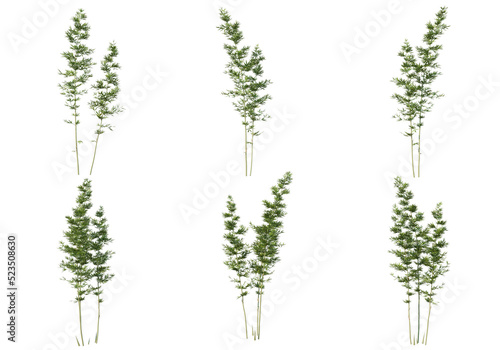 bamboo on a transparent background  © jomphon
