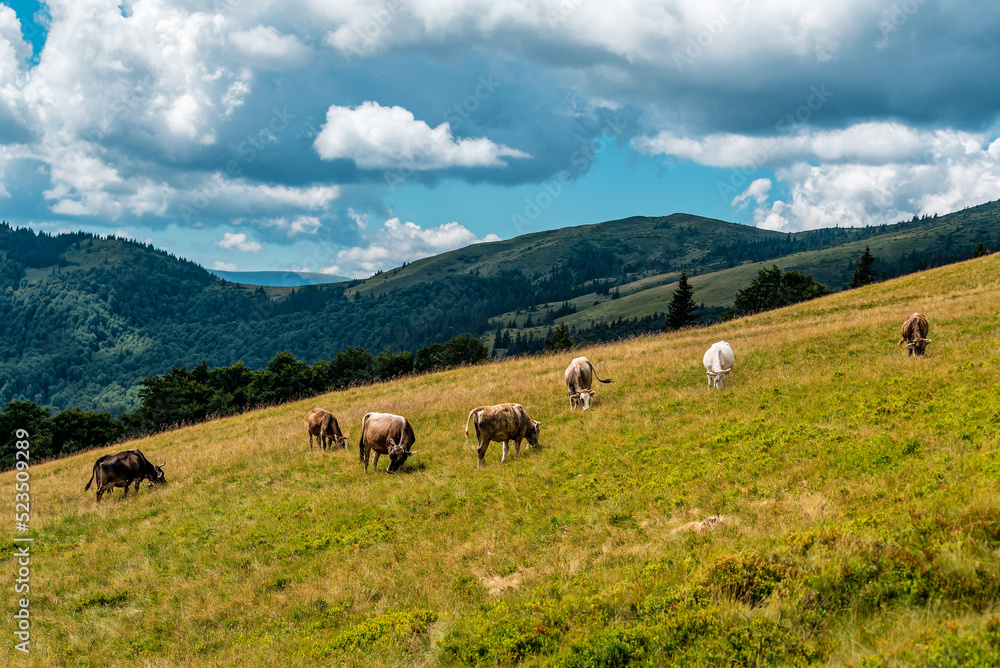 A herd of cows graze on pasture in the mountains