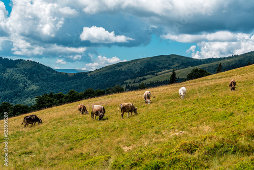 A herd of cows graze on pasture in the mountains