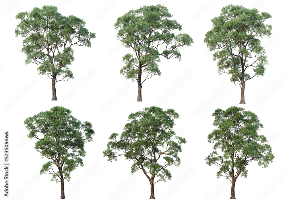 Tree on a transparent background
Tree on a transparent background