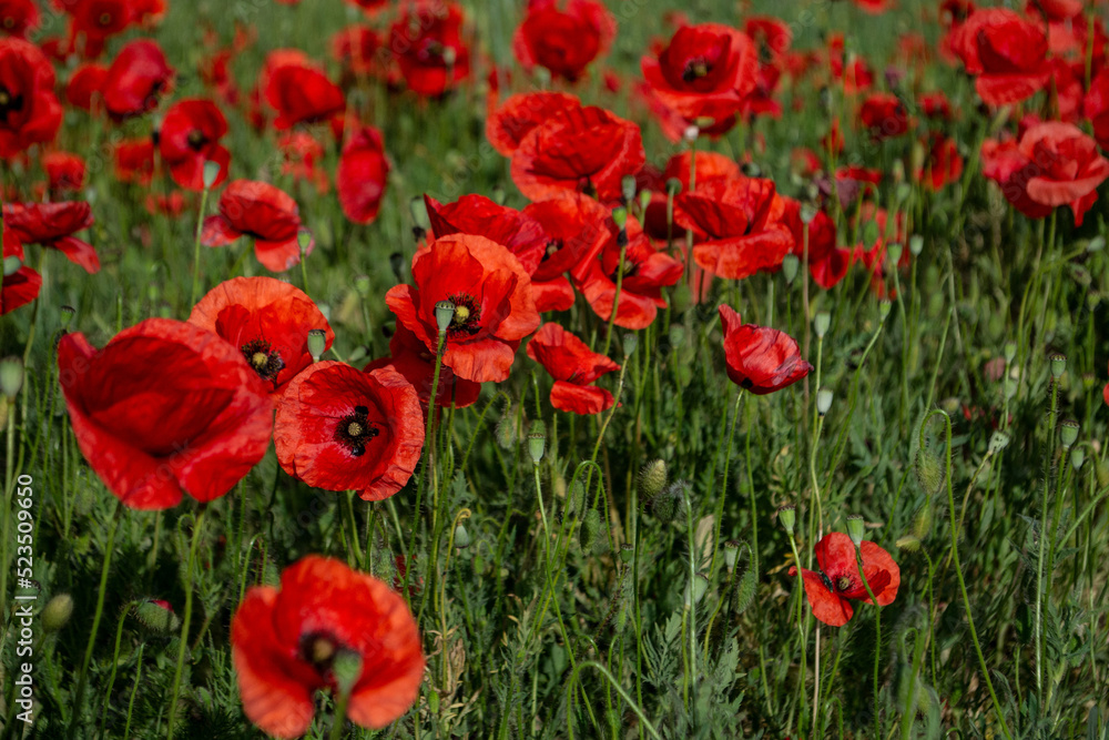 Poppy on the meadow, Croatia, spring, summer Poppy on the meadow, Croatia, spring, summer