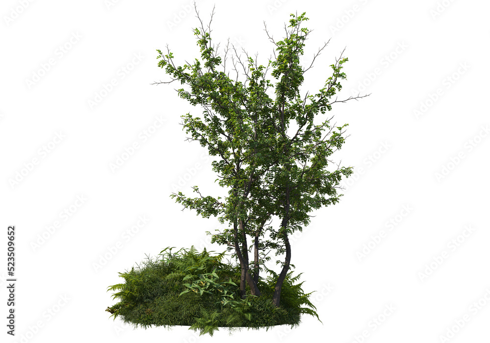 Obraz premium Tree on a transparent background